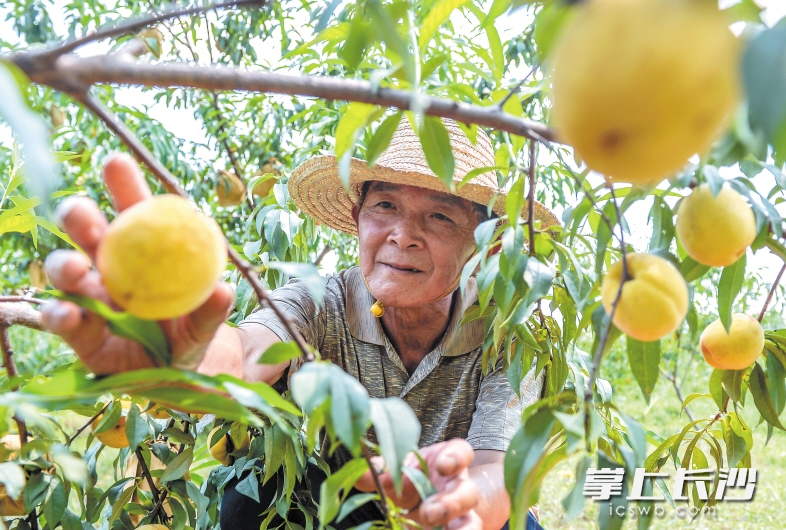 　　黄桃熟了，黄鹤村村民李德和喜上眉梢。长沙晚报记者 邹麟 摄