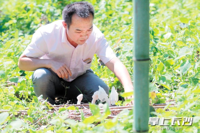 何运行在基地采摘新鲜竹荪。 长沙晚报记者 颜开云 摄