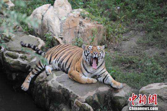目前公园只有一只虎留在猛兽区，其它虎均被圈进圈舍。　张瑶 摄