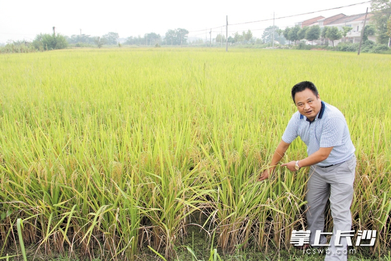 　　老粮社区内的12个砂场全部还原成了水田。 长沙晚报通讯员 龚再蓉 摄