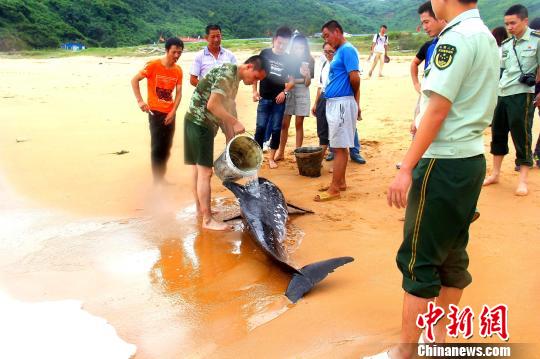 海豚两次搁浅沙滩福建警民联合救助送回大海（图）