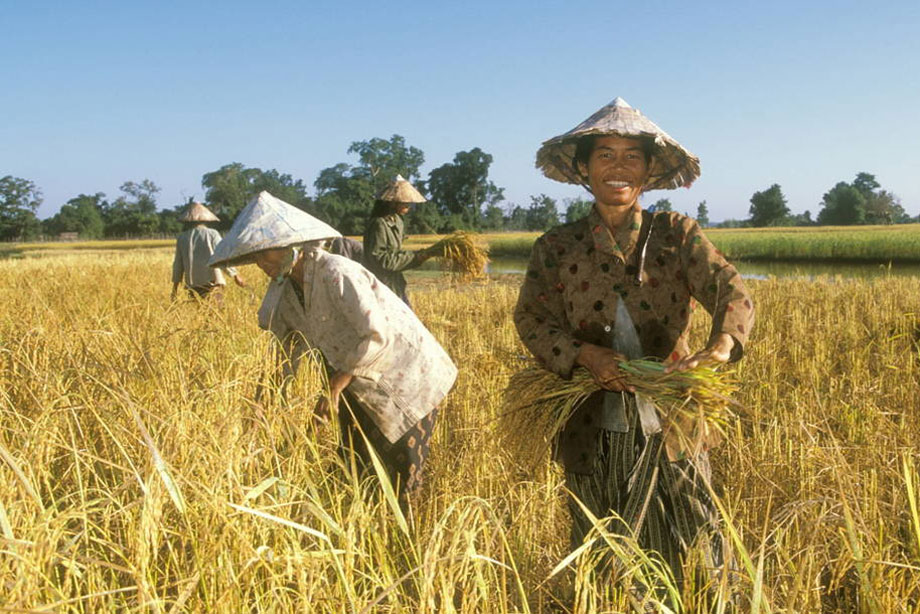 联合国粮农组织：全球小麦和稻米产量有望创新纪录