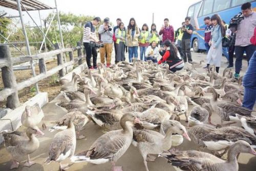 国华影视基地大雁/陈勇摄影