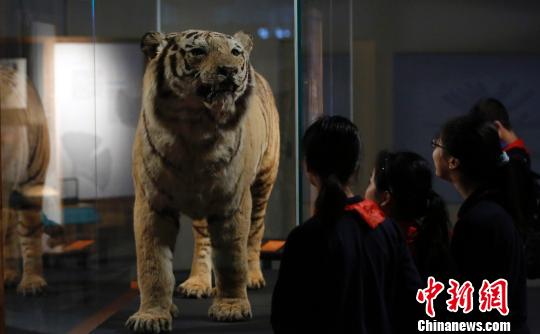伦敦“灭绝展”首次来沪超99%物种已灭绝
