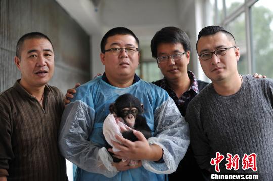 超萌黑猩猩被母抛弃潮男做“奶爸”小猩猩献吻（图）