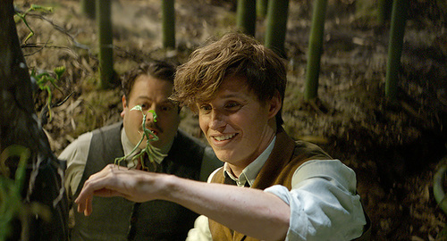 纽特和神奇魔法动物护树罗锅