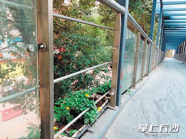 人民东路德政园路口的人行天桥，有4块护栏玻璃破损、1块缺失，存在安全隐患。长沙晚报记者 朱炎皇 实习生 李智康 摄影报道