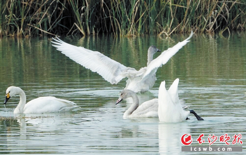 4只美丽的天鹅正在松雅湖水面嬉戏。均为长沙晚报记者 李锋 摄