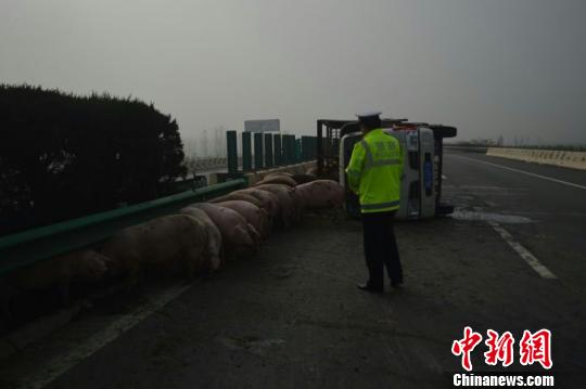 货车爆胎侧翻“二师兄”溜高速交警当“赶猪倌”