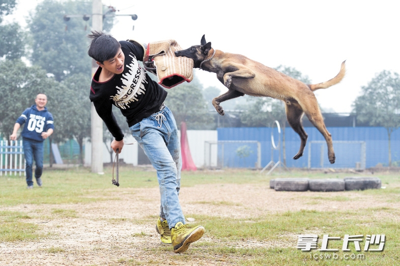 训犬员一声令下，“狂风”腾空跃起，死死咬住助训员手臂上的防护手套。本版图片均为长沙晚报记者 黄启晴 摄