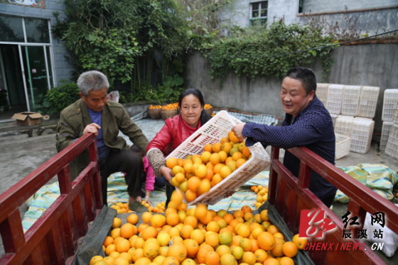 辰溪县脐橙,柑橘进入采摘旺季_辰溪县_湖南频道