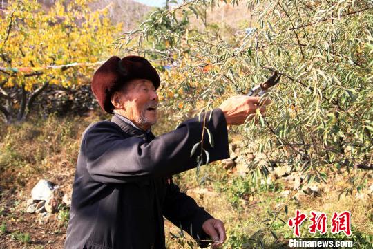 山东莱阳一老人25年种10万棵树“植绿”一座山（图）