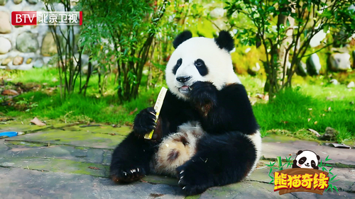 图片5：黑白团子