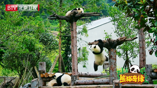 图片7：玩耍的团子