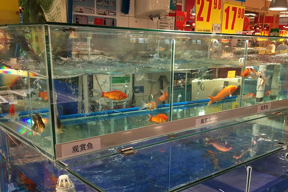 北京下架天津依旧 是什么让活鱼逃离超市?