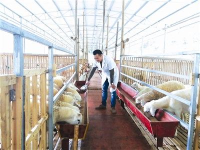 金城江区：养殖澳洲白羊 引领群众脱贫