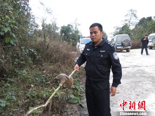 顽童百元购买3蜂猴当宠物武警森警联手救助