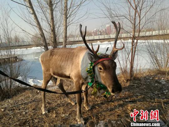 中国最后狩猎部落两只驯鹿走出森林“见世面”
