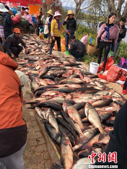 云南星云湖开渔各方游客抢购鲜美湖鲜（图）
