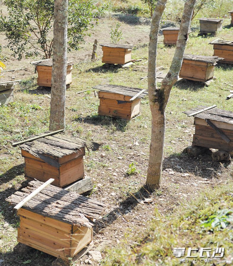 浏阳市森林覆盖率高，养蜂是传统特色产业，而“互联网+”和“分享经济”为蜂产品行业插上了腾飞的翅膀。 长沙晚报记者 李锋 摄