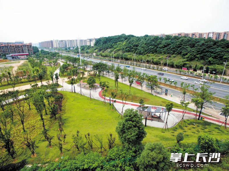 原先脏乱差的先锋木材市场拆违后，与新建的先锋文化园连成一线，数万平方米的范围内，香樟、桂花、栾树、银杏、碧桃、紫薇等常绿乔木、落叶乔木、花灌木、球灌木交错搭配，打造成一条天然、称心的绿廊。