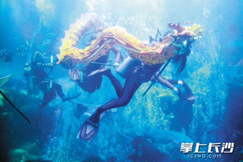 ↑春节假期，长沙海底世界将上演“水下舞龙贺新春”。长沙晚报通讯员 陈俏 供图