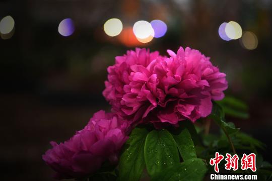 重庆首届冬季牡丹花灯节开幕万盆牡丹冬季争相斗艳