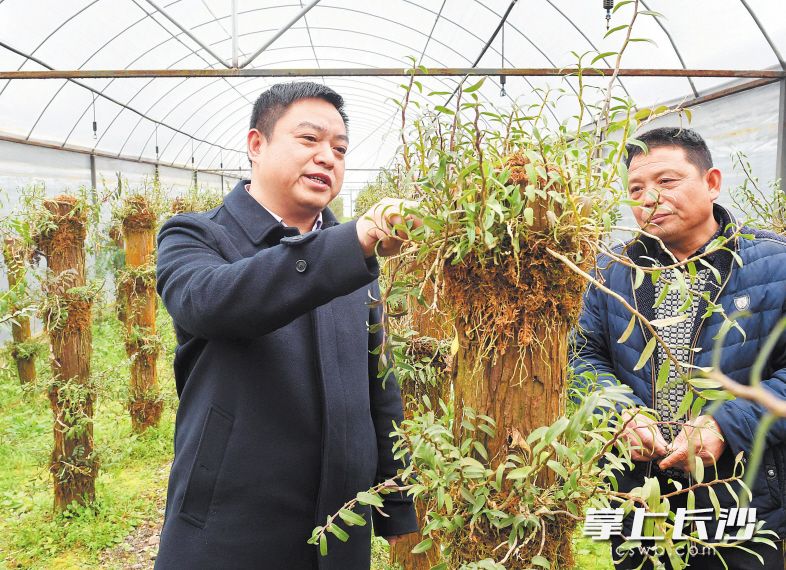 蒋成（左）在大棚内介绍铁皮石斛的生长情况。长沙晚报记者 周柏平 摄