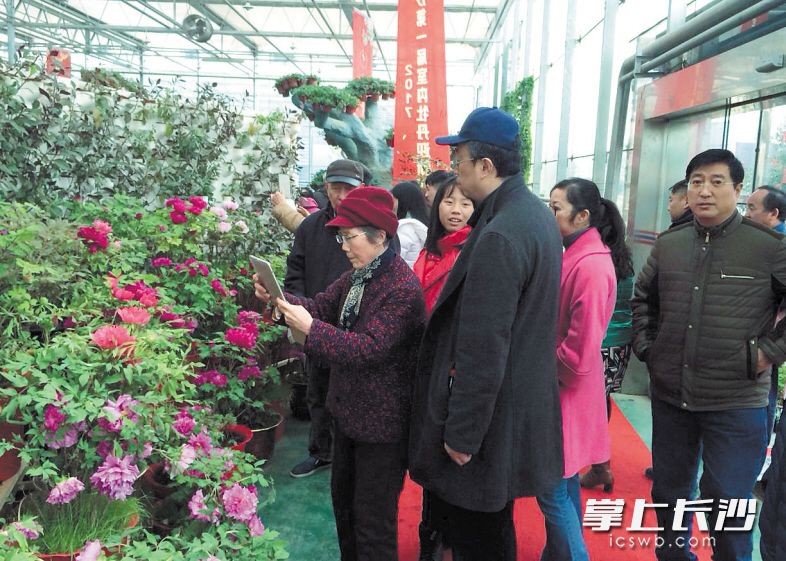 游客慕名走进柯柯农艺梦工厂赏花。长沙晚报记者 钱娟 摄
