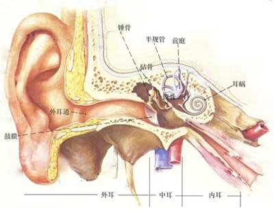 ●耳朵内部结构示意图（小图为李强耳朵中的蟑螂尸体放大图）