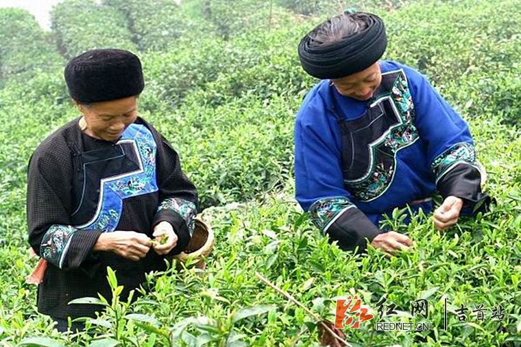 苗家阿婆采摘湘西黄金茶.jpg