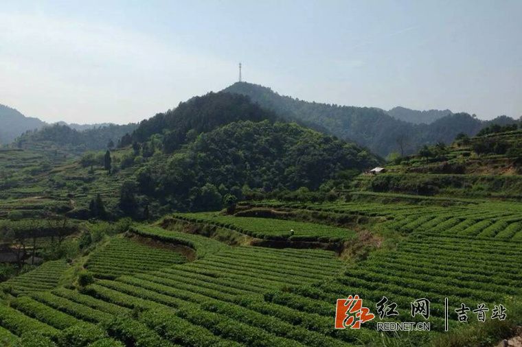 马颈坳镇隘口村茶园.jpg