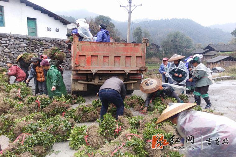 茶苗装车.jpg