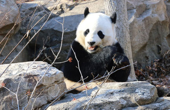 China preparing for return of US born panda