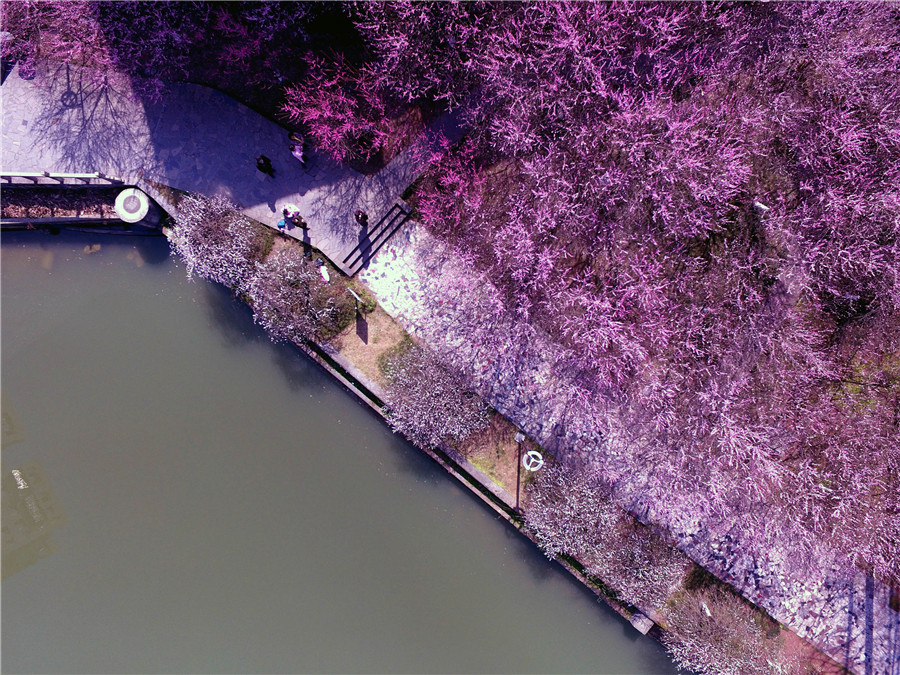 Plum blossoms seen across China