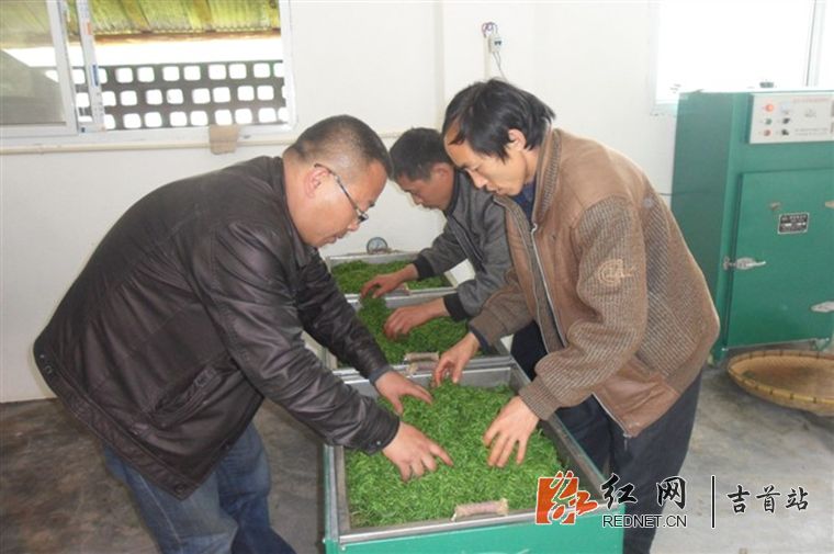 隘口合作社茶叶加工_副本.jpg