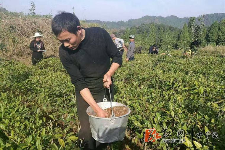 茶农施肥_副本.jpg