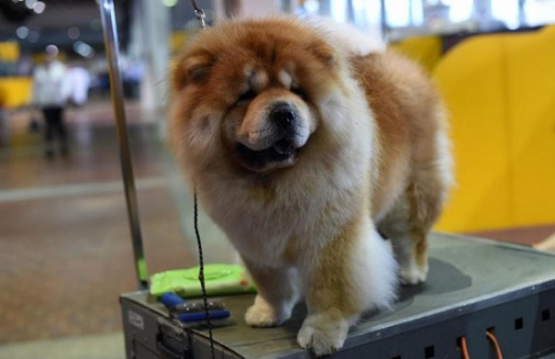参加本届西敏寺犬展的一只松狮犬。