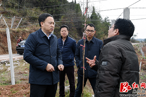 湖南省麻阳县委书记李卫林在高村镇营盘村红心猕猴桃基地调研