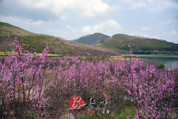 江永首届“紫荆花”文化旅游节即将启幕