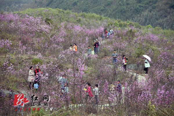 江永首届“紫荆花”文化旅游节即将启幕