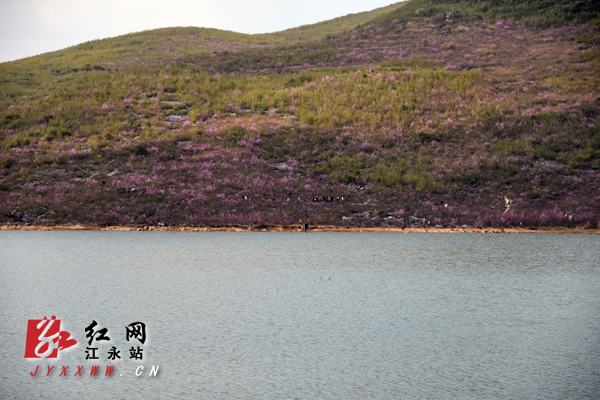 江永首届“紫荆花”文化旅游节即将启幕