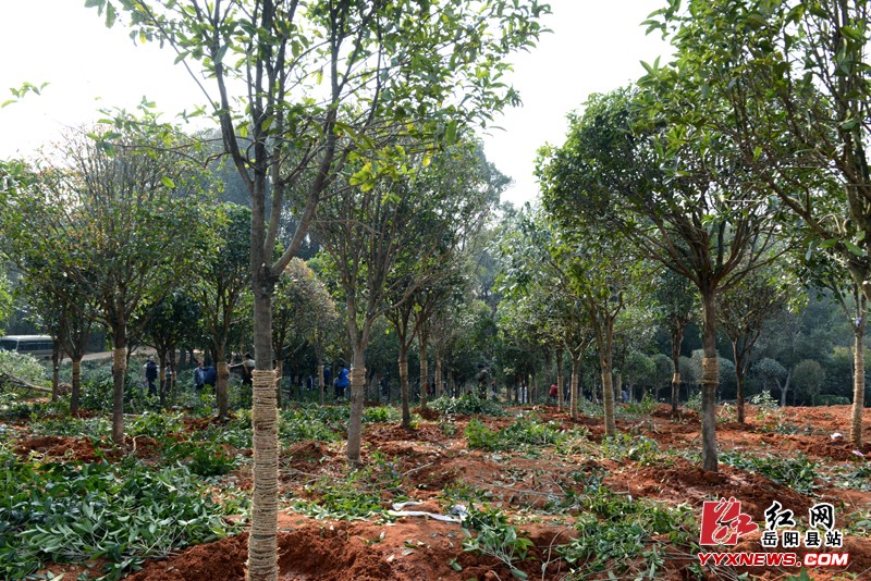 县四大家领导参加义务植树