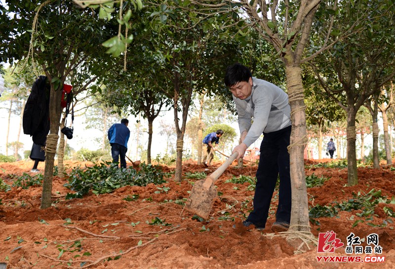 县四大家领导参加义务植树
