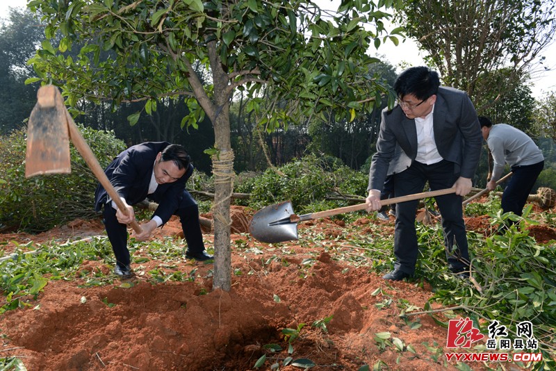县四大家领导参加义务植树