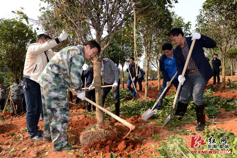 县四大家领导参加义务植树