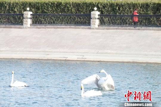 部分天鹅春季“眷恋”新疆库尔勒孔雀河（图）