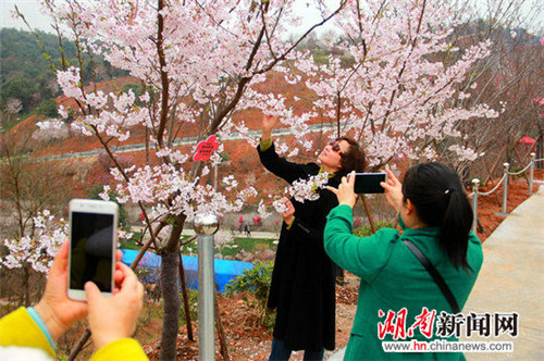 First cherry blossom festival opens in Xunlong River town