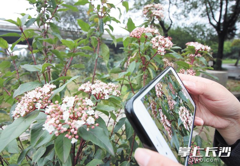 原产地在欧洲的地中海荚蒾琼花首次在长沙绽放。长沙晚报记者 周和平 摄