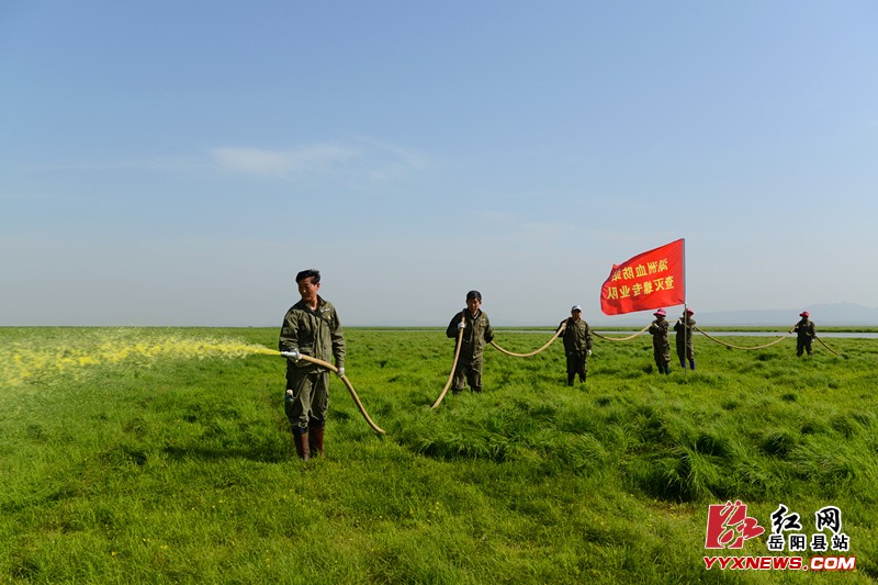 岳武外洲滩打响春季灭螺大会战第一枪